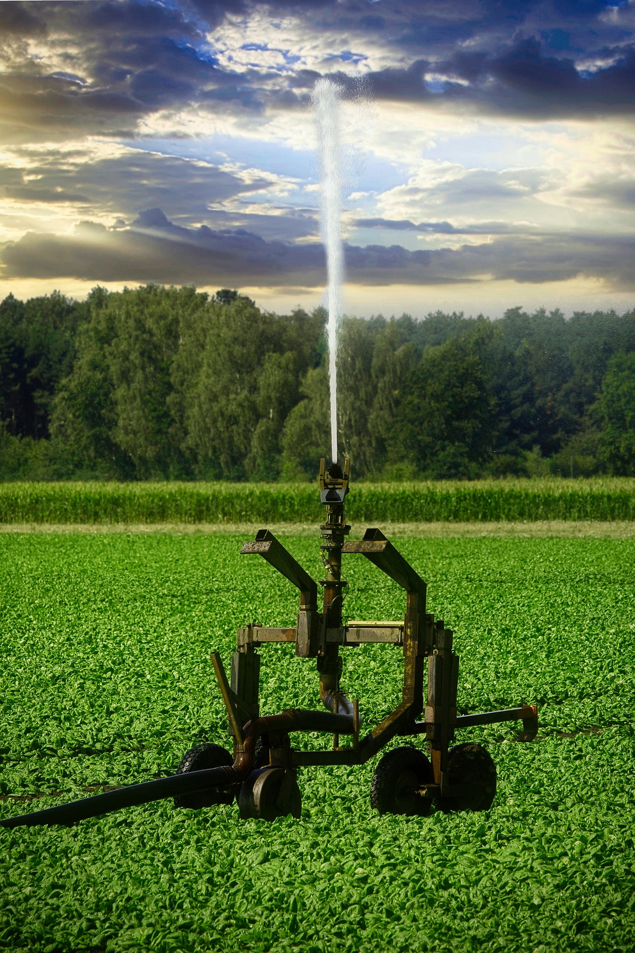 Ingenieria y Consultoria de Aguas, servicios dirigidos al sector de la agricultura o ganadera